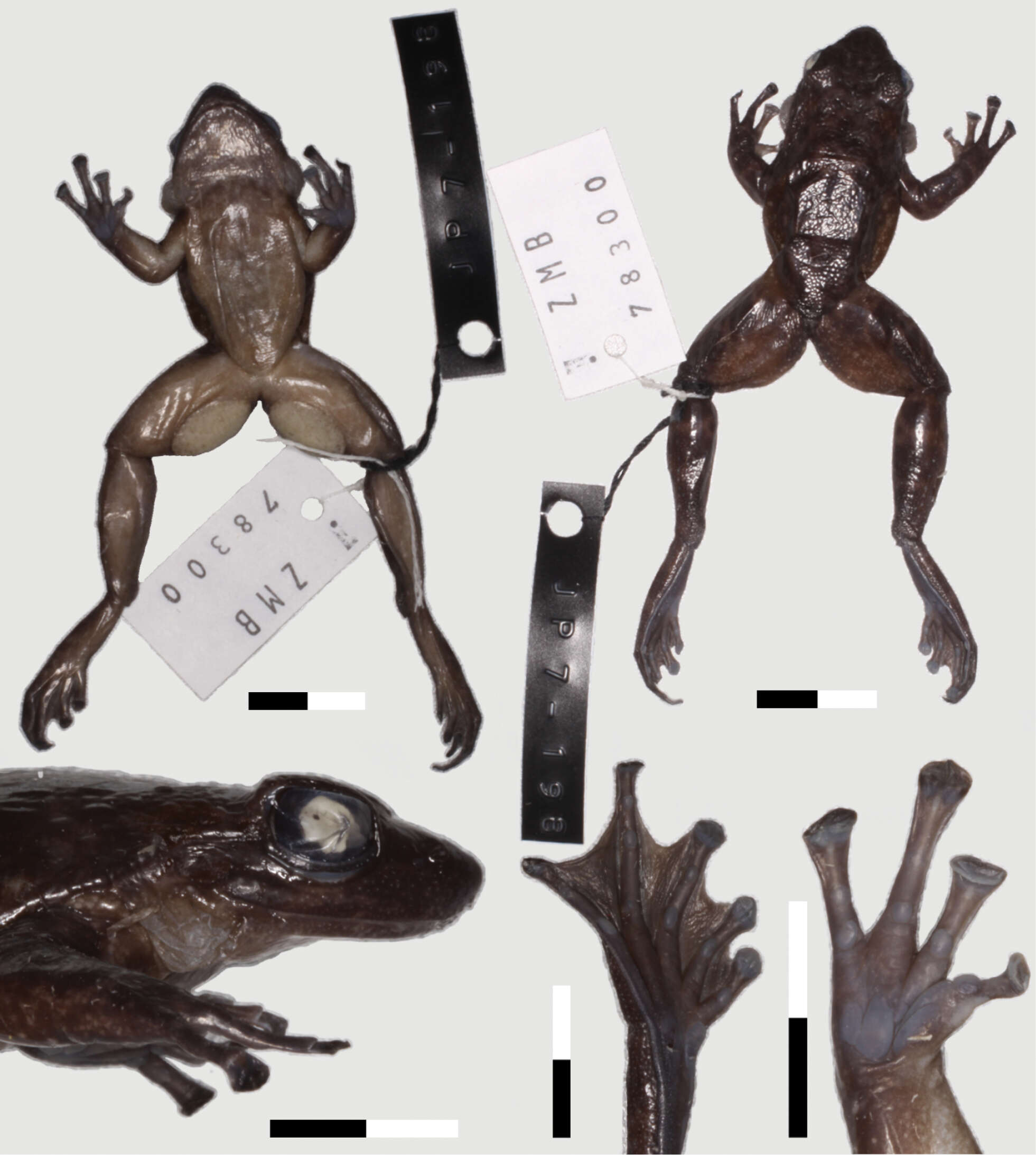 Image of Odontobatrachus Barej, Rödel, Loader & Schmitz ex Barj, Rödel, Loader, Menegon, Gonwouo & Penner et al. 2014