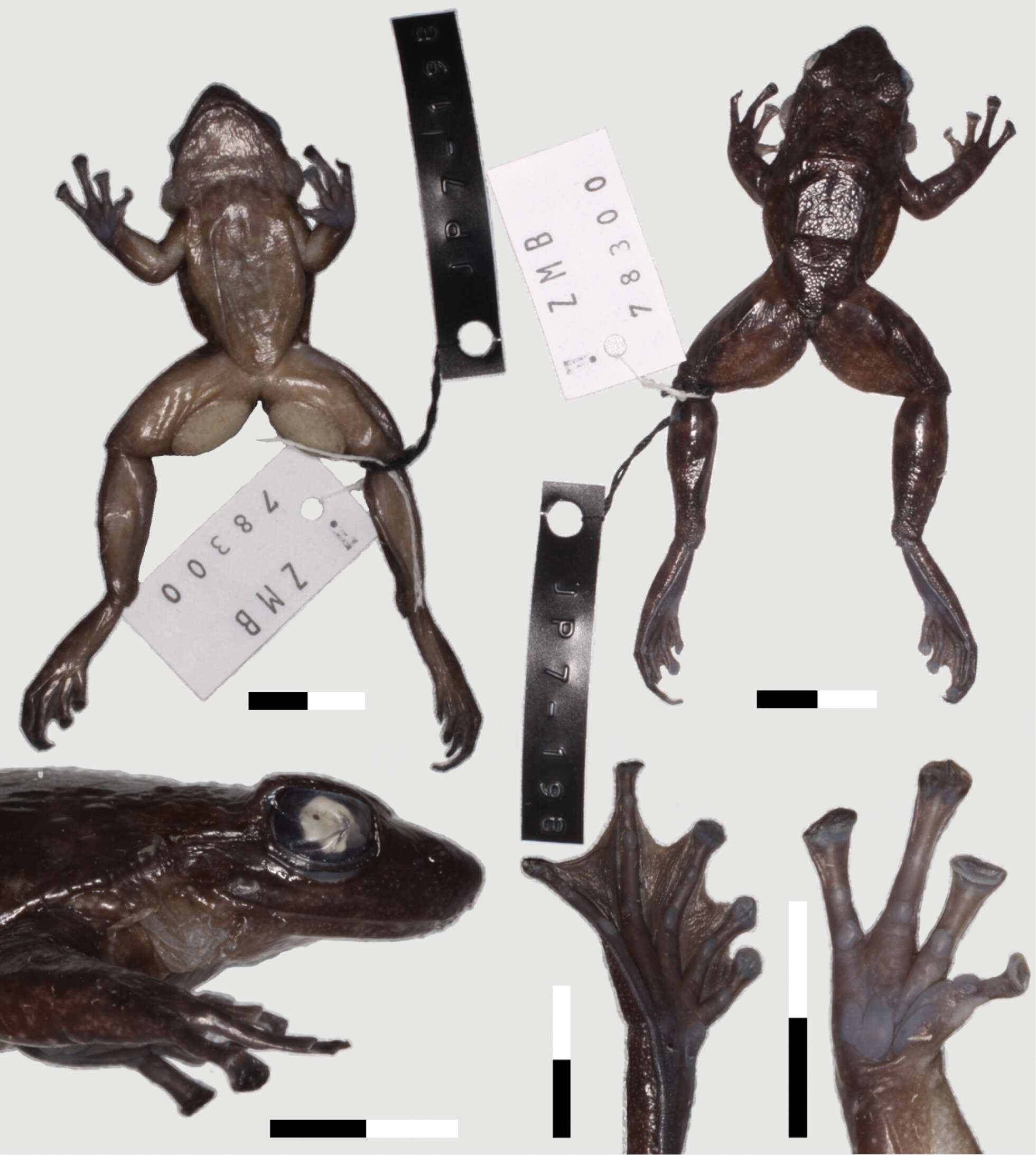 Odontobatrachus Barej, Rödel, Loader & Schmitz ex Barj, Rödel, Loader, Menegon, Gonwouo & Penner et al. 2014的圖片