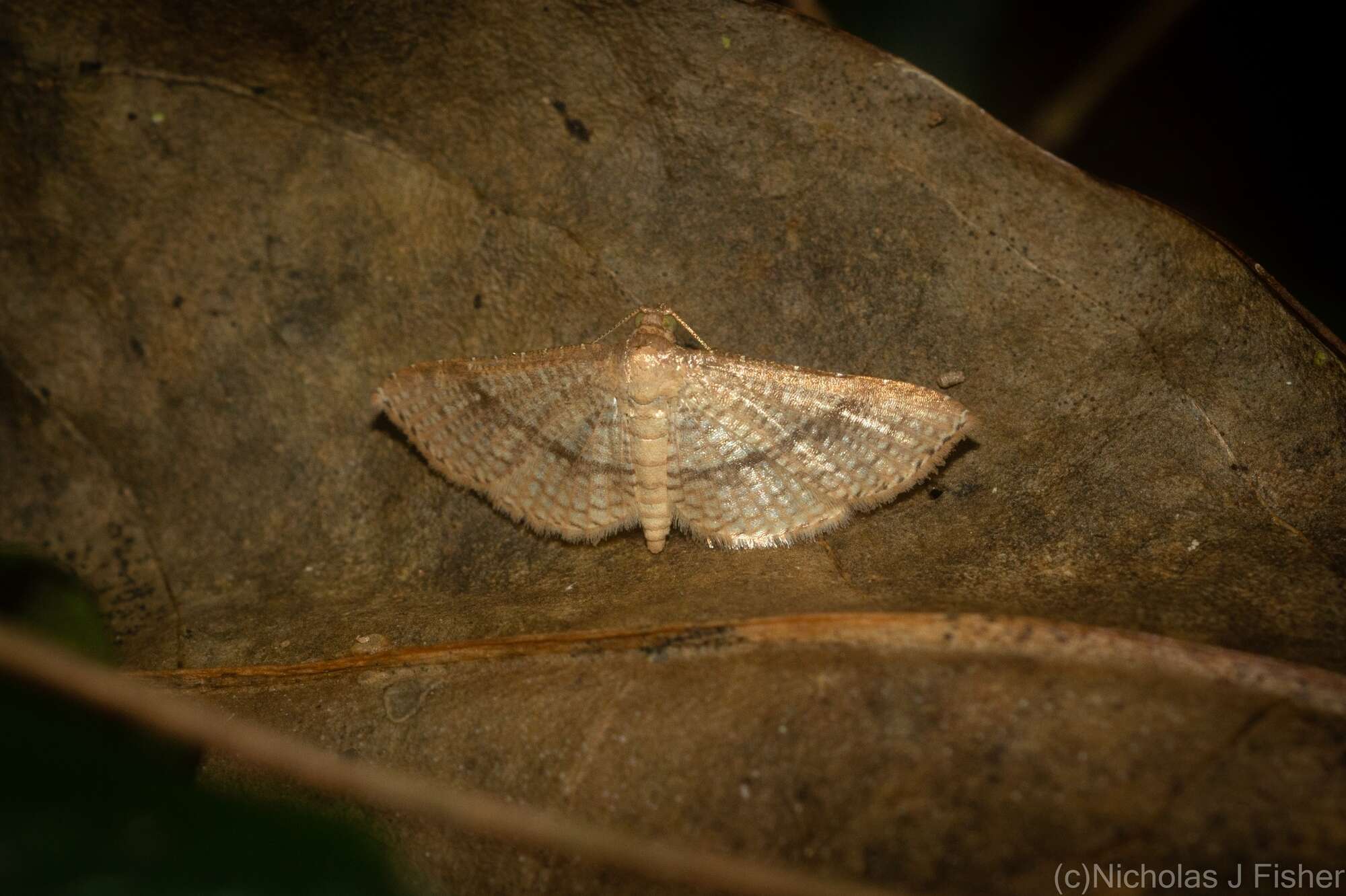 Image of Addaea subtessellata Walker 1866