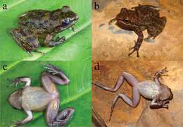 Odontobatrachus Barej, Rödel, Loader & Schmitz ex Barj, Rödel, Loader, Menegon, Gonwouo & Penner et al. 2014的圖片