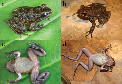 Image of Odontobatrachus Barej, Rödel, Loader & Schmitz ex Barj, Rödel, Loader, Menegon, Gonwouo & Penner et al. 2014