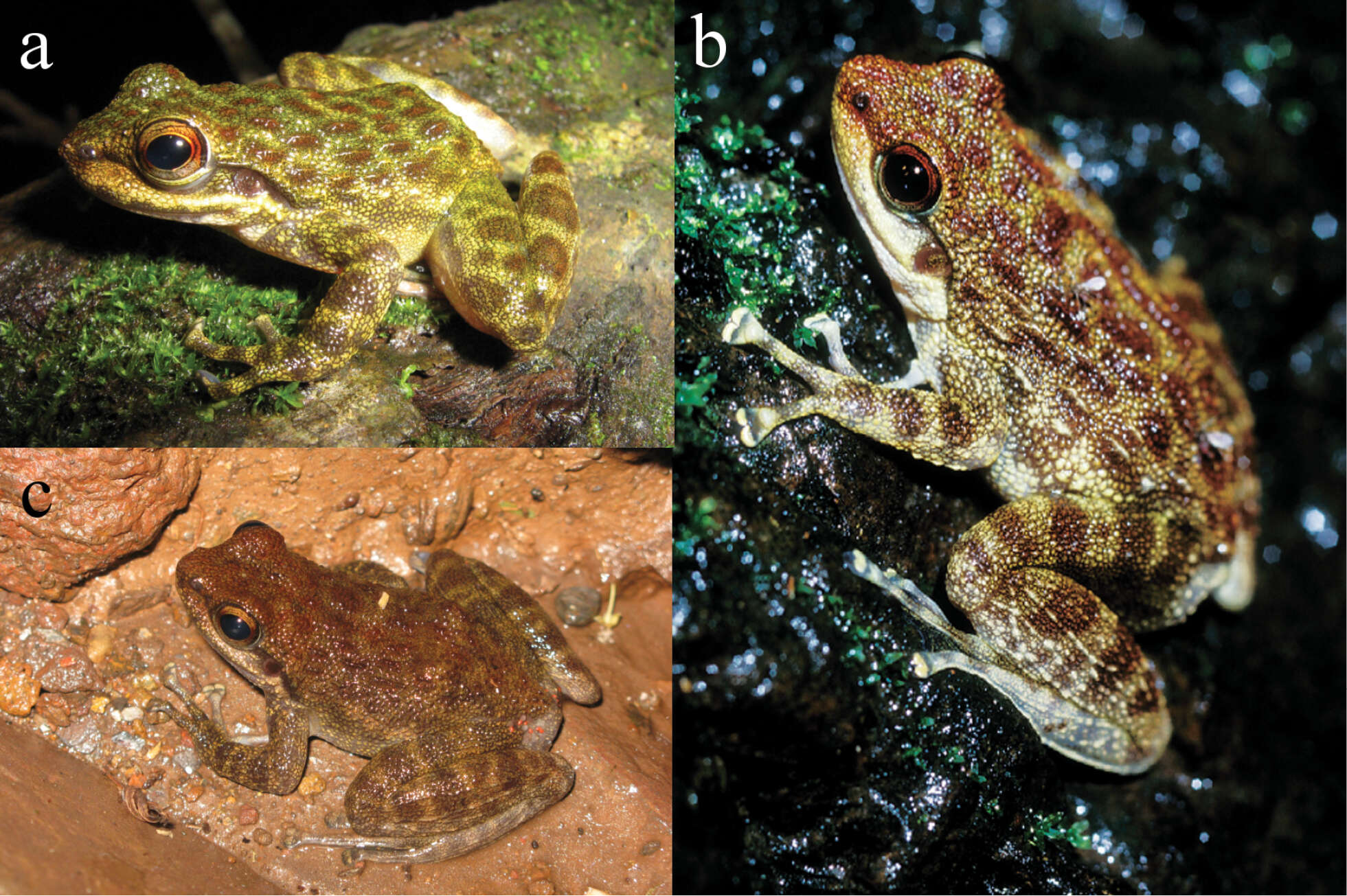 Odontobatrachus Barej, Rödel, Loader & Schmitz ex Barj, Rödel, Loader, Menegon, Gonwouo & Penner et al. 2014的圖片