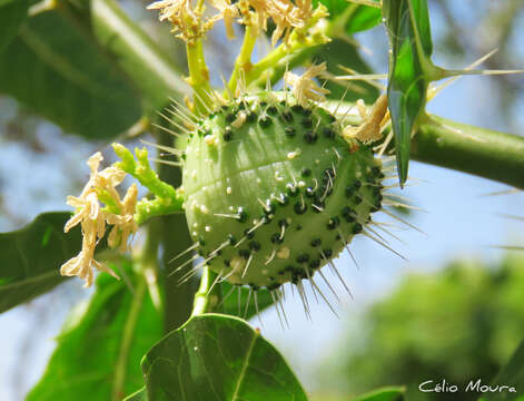 Image of Cnidoscolus quercifolius Pohl