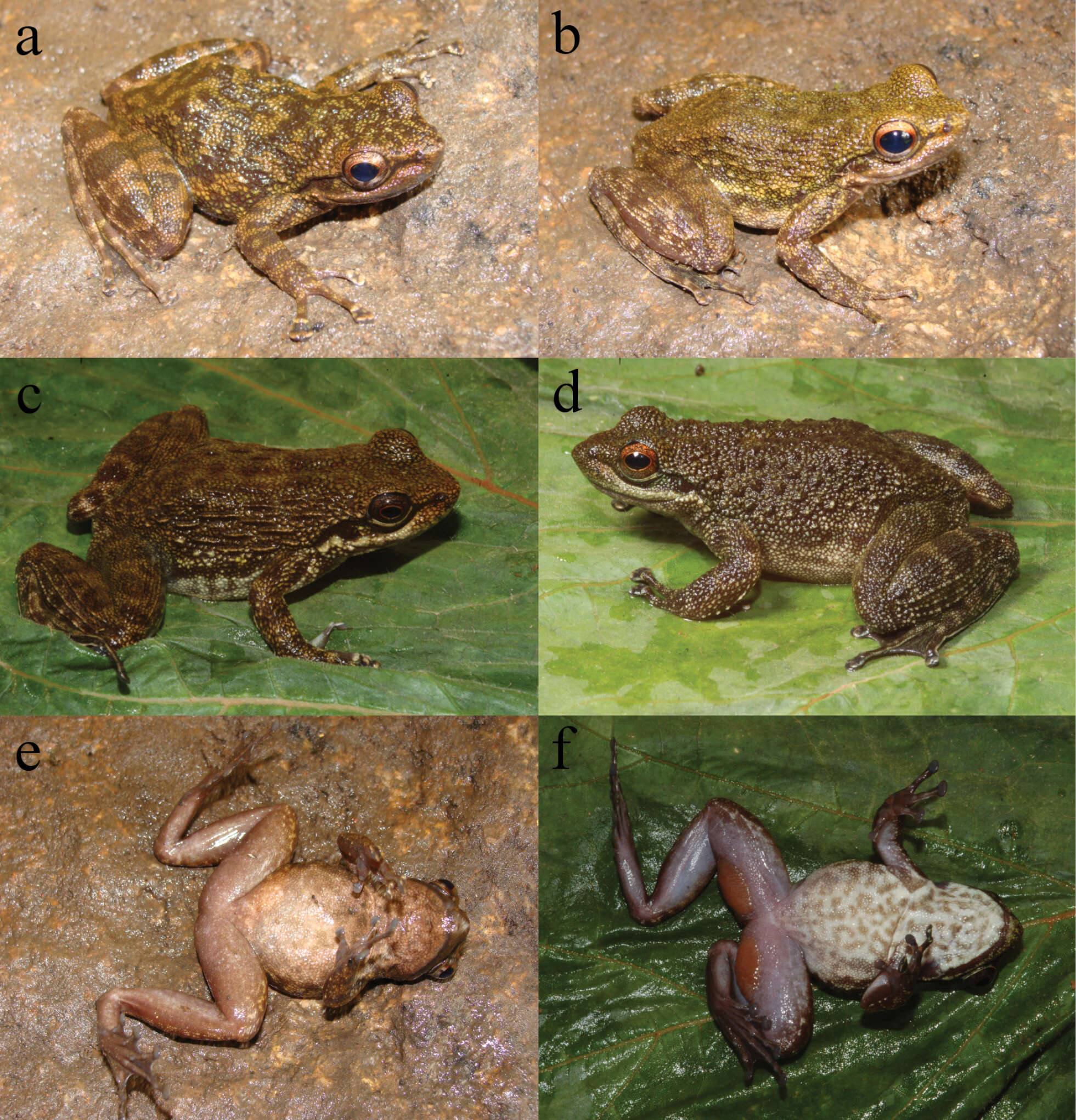 Odontobatrachus Barej, Rödel, Loader & Schmitz ex Barj, Rödel, Loader, Menegon, Gonwouo & Penner et al. 2014的圖片