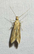 Image of Moth