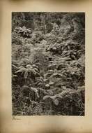 Image of Rough Tree Fern