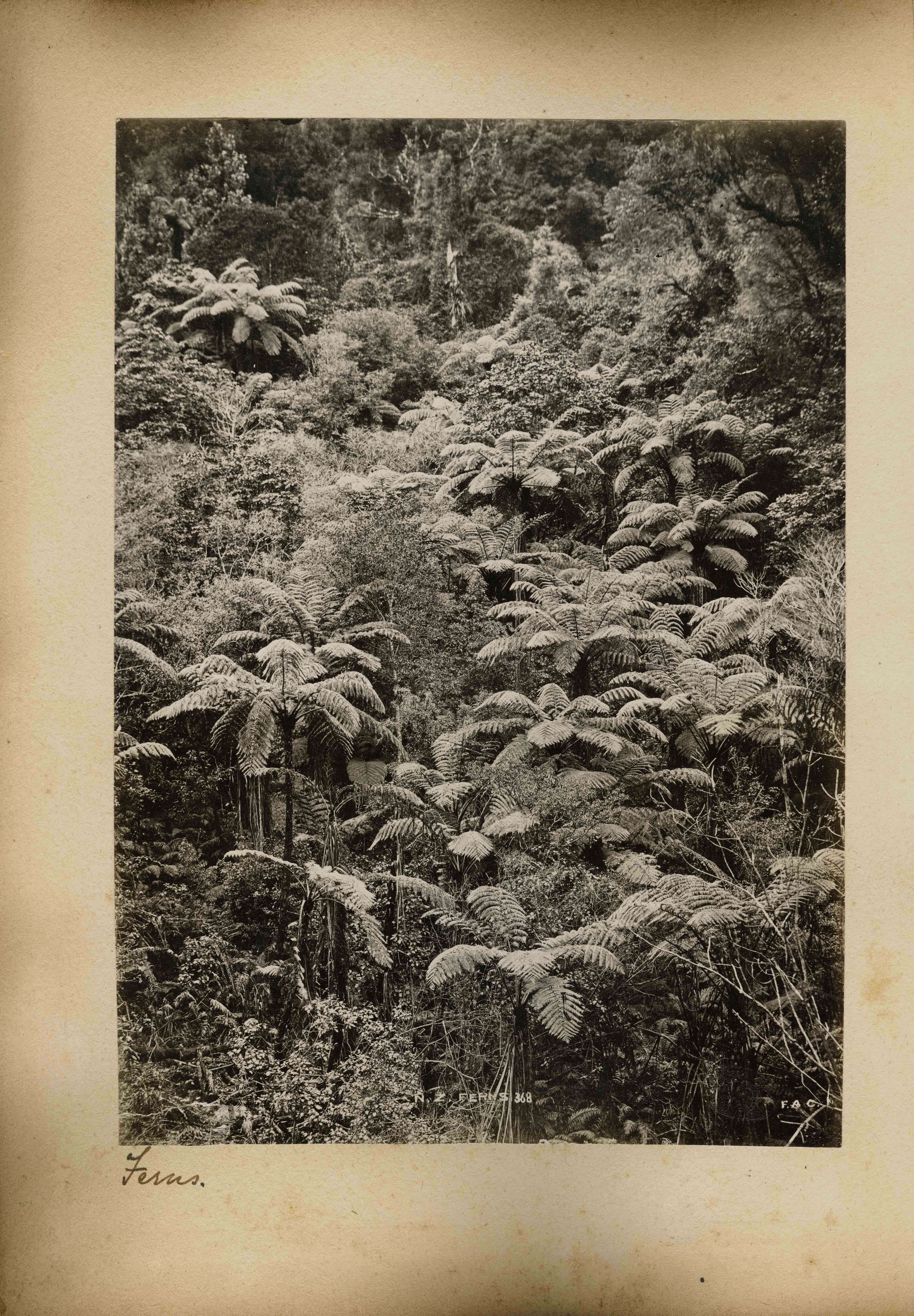 Image of Rough Tree Fern