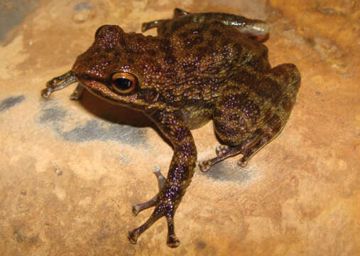 Image of Odontobatrachus Barej, Rödel, Loader & Schmitz ex Barj, Rödel, Loader, Menegon, Gonwouo & Penner et al. 2014