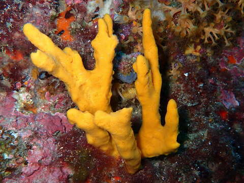 Image of common antler sponge