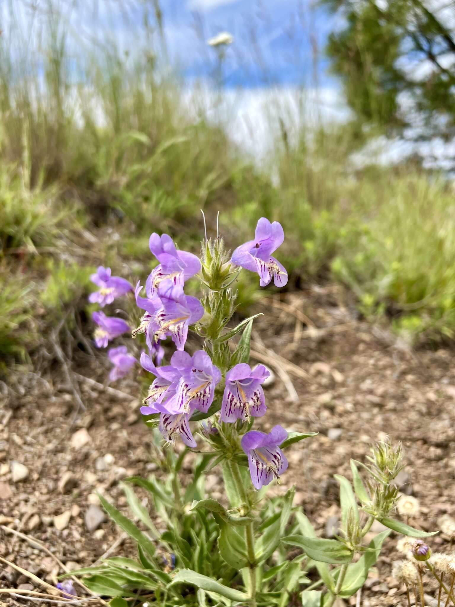 Image of longsac penstemon