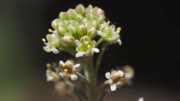 Image of intermediate pepperweed