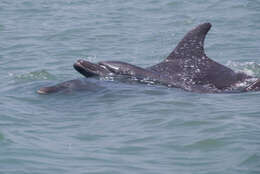 Imagem de Tursiops Gervais 1855