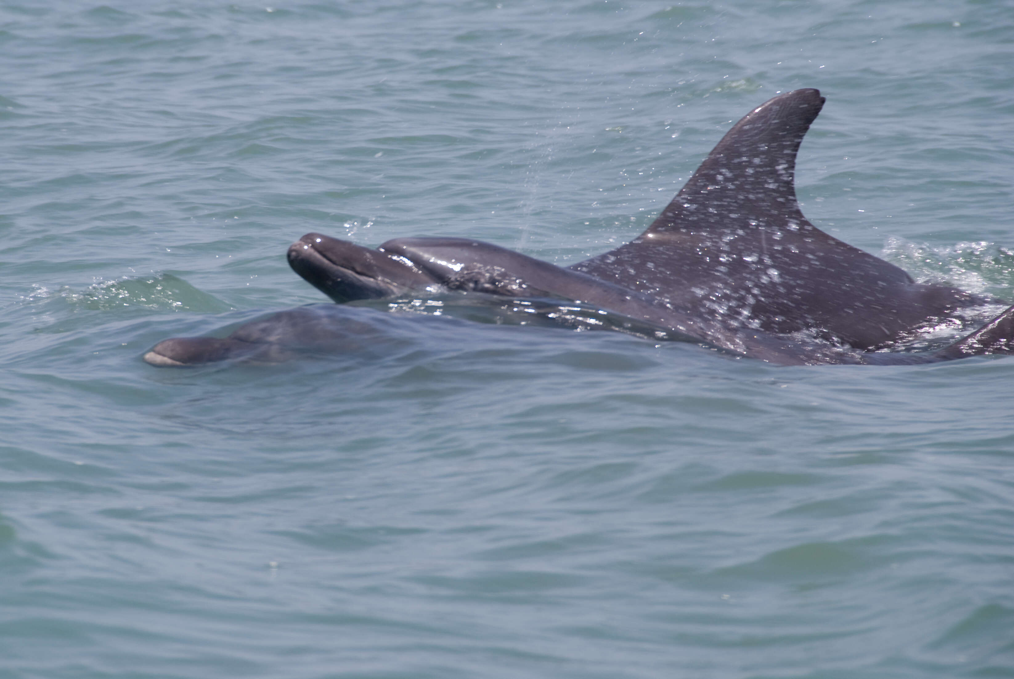 Imagem de Tursiops Gervais 1855