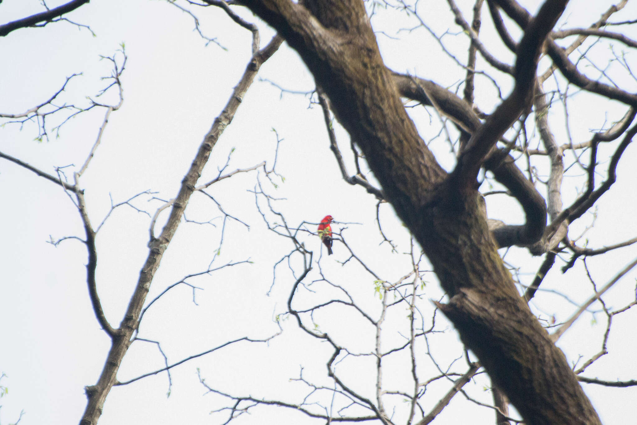 Image of Scarlet Finch