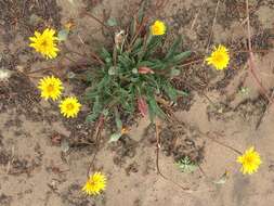 Image of woolly goat chicory