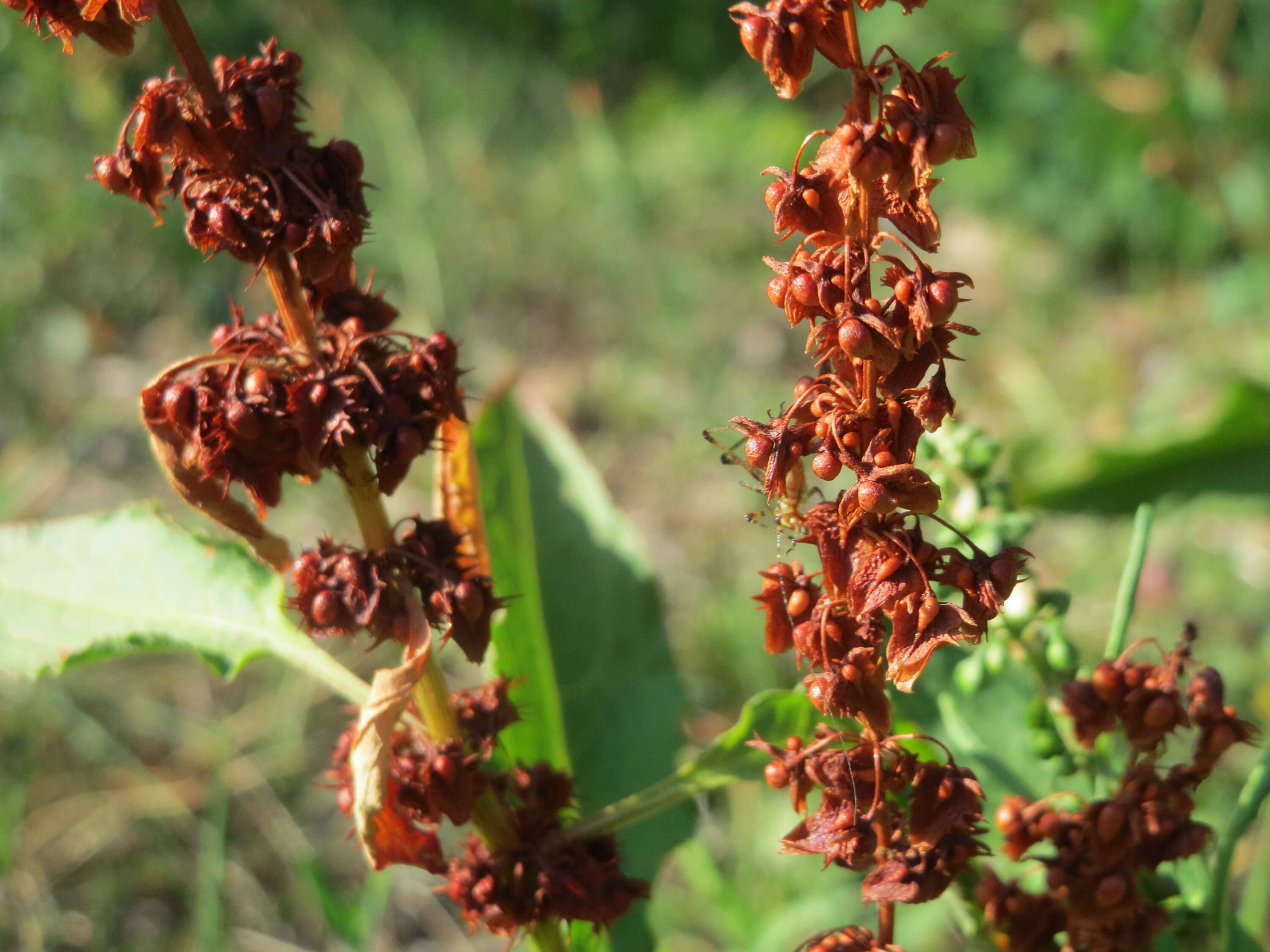 Imagem de Rumex obtusifolius L.