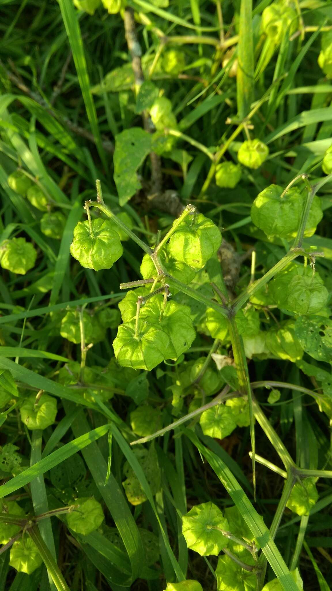 Image de Physalis longifolia var. subglabrata (Mackenzie & Bush) Cronq.