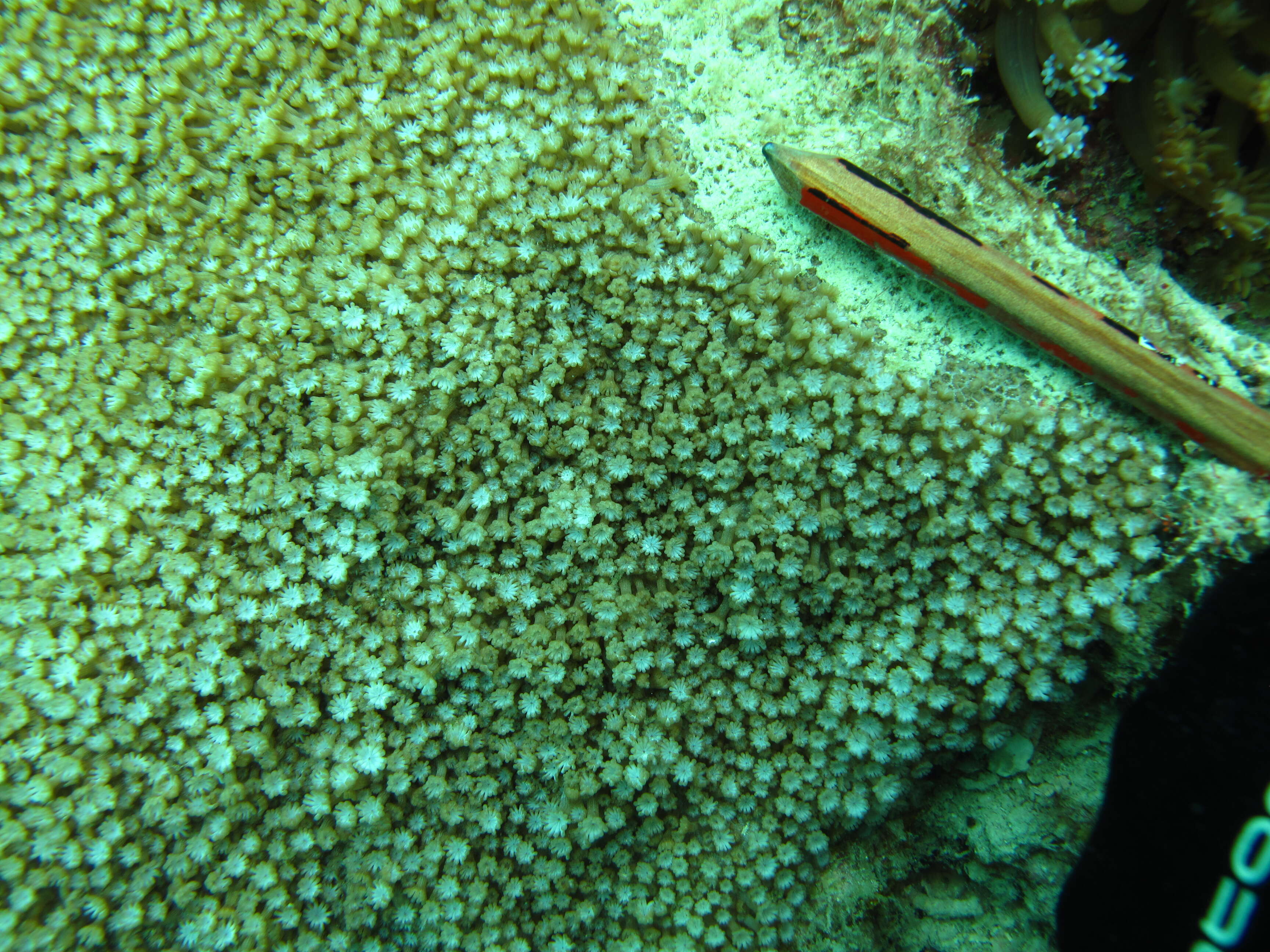 Image of Coral
