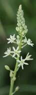 Image of Ornithogalum sphaerocarpum A. Kern.