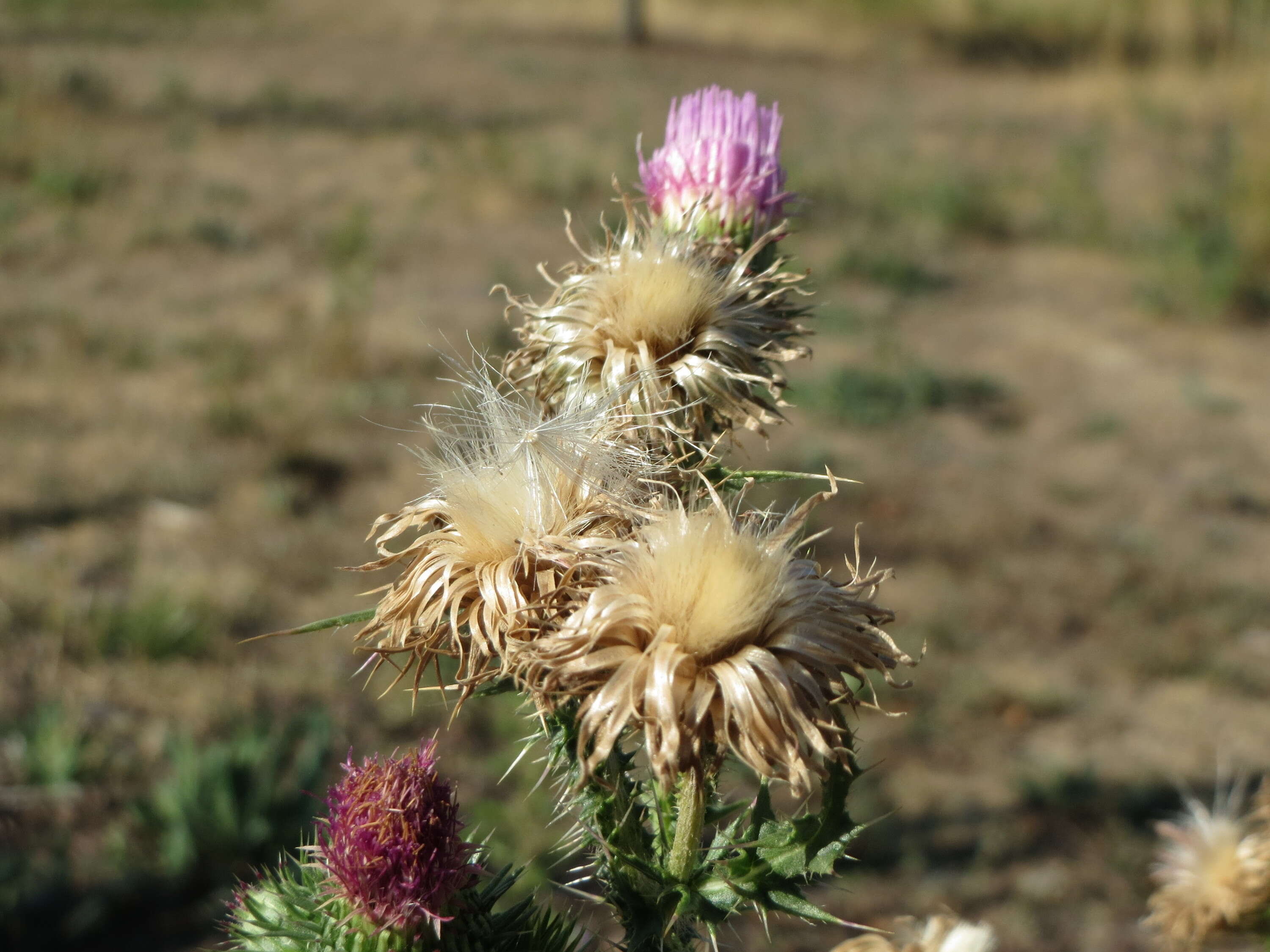 Слика од Carduus acanthoides L.