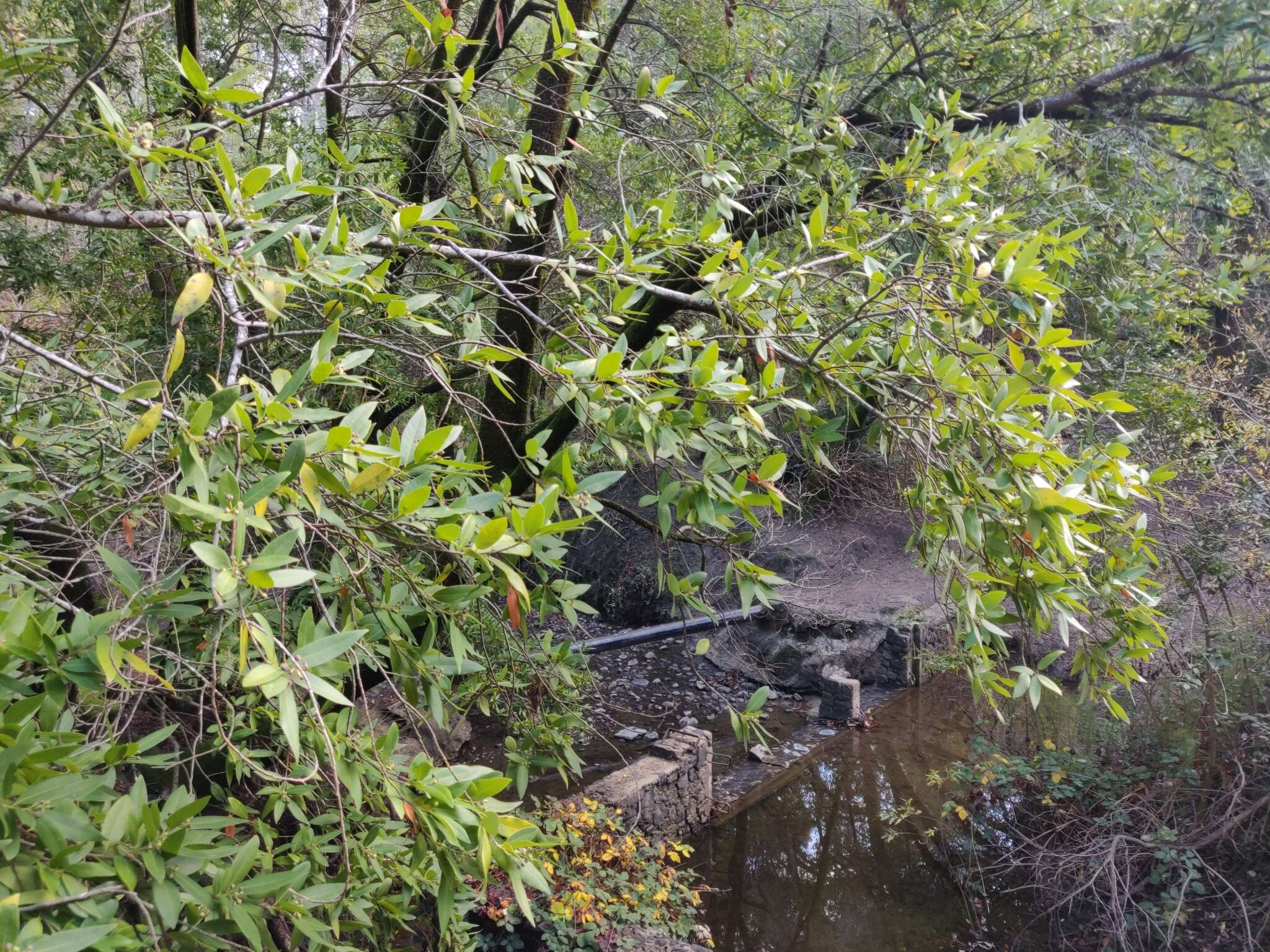 Image of California laurel