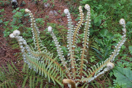 Image of Polystichum speciosissimum (A. Br. ex Kunze) Copel.