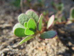 Image of common purslane