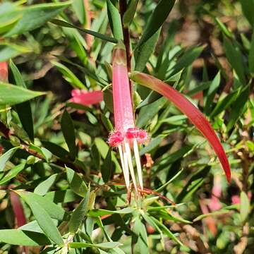 Image of Styphelia triflora Andr.