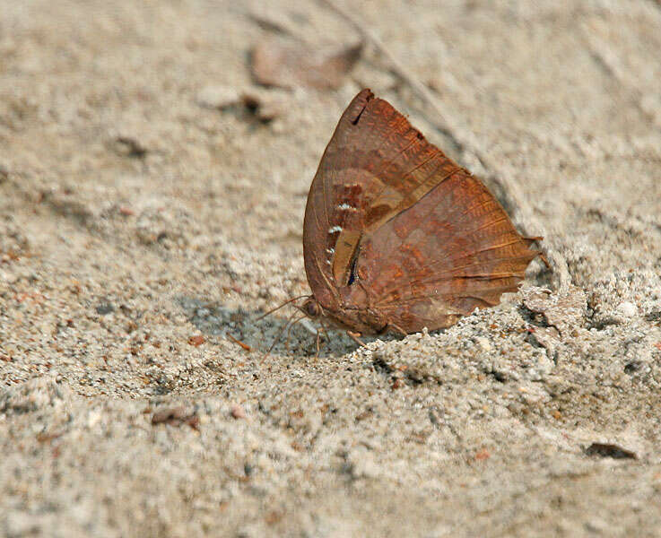 Plancia ëd Arhopala centaurus (Fabricius 1775)