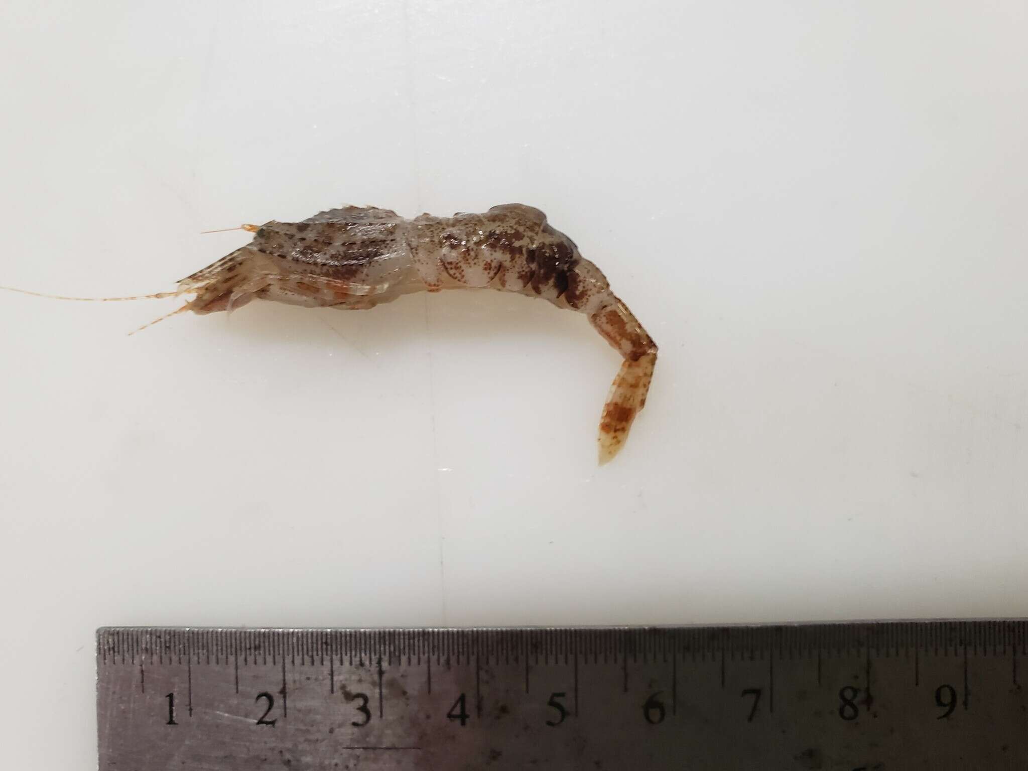 Image of Sars shrimp
