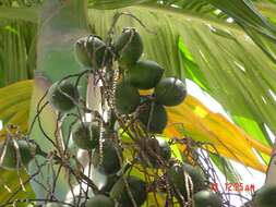 Image of betel palm