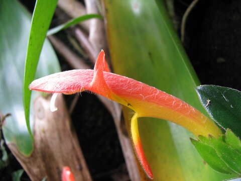 Image of Columnea lepidocaula Hanst.