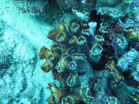 Image of Phaceloid fleshy hard coral