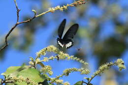 Image of Atrophaneura zaleucus (Hewitson 1865)