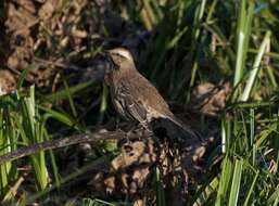 Image of Chilean Mockingbird