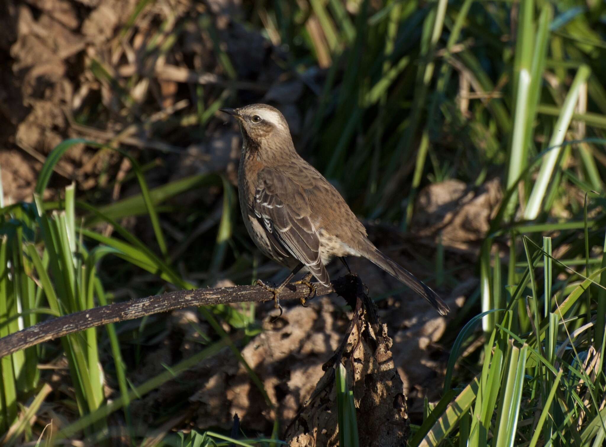 Image of Chilean Mockingbird