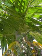 Image of betel palm