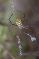 Image of Oval St Andrew's Cross Spider