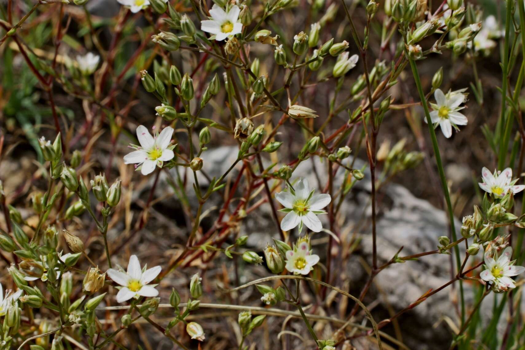 صورة Minuartia krascheninnikovii Schischk.