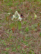 Image of Clerodendrum infortunatum L.