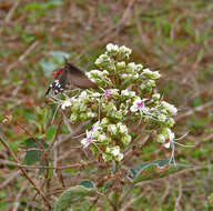 Image of Clerodendrum infortunatum L.