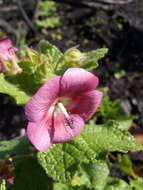 Image of Anisodontea scabrosa (L.) D. M. Bates