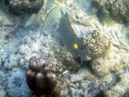 Image of Golden rabbitfish