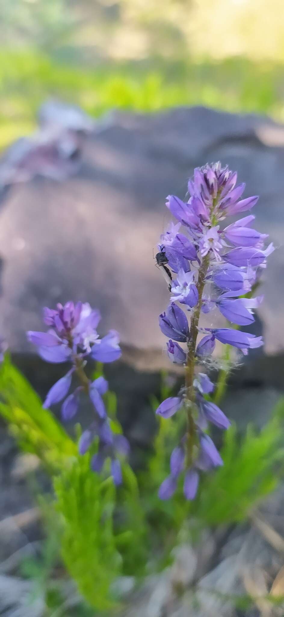 Image of Polygala comosa subsp. comosa