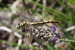 Image of Club-tailed Dragonfly