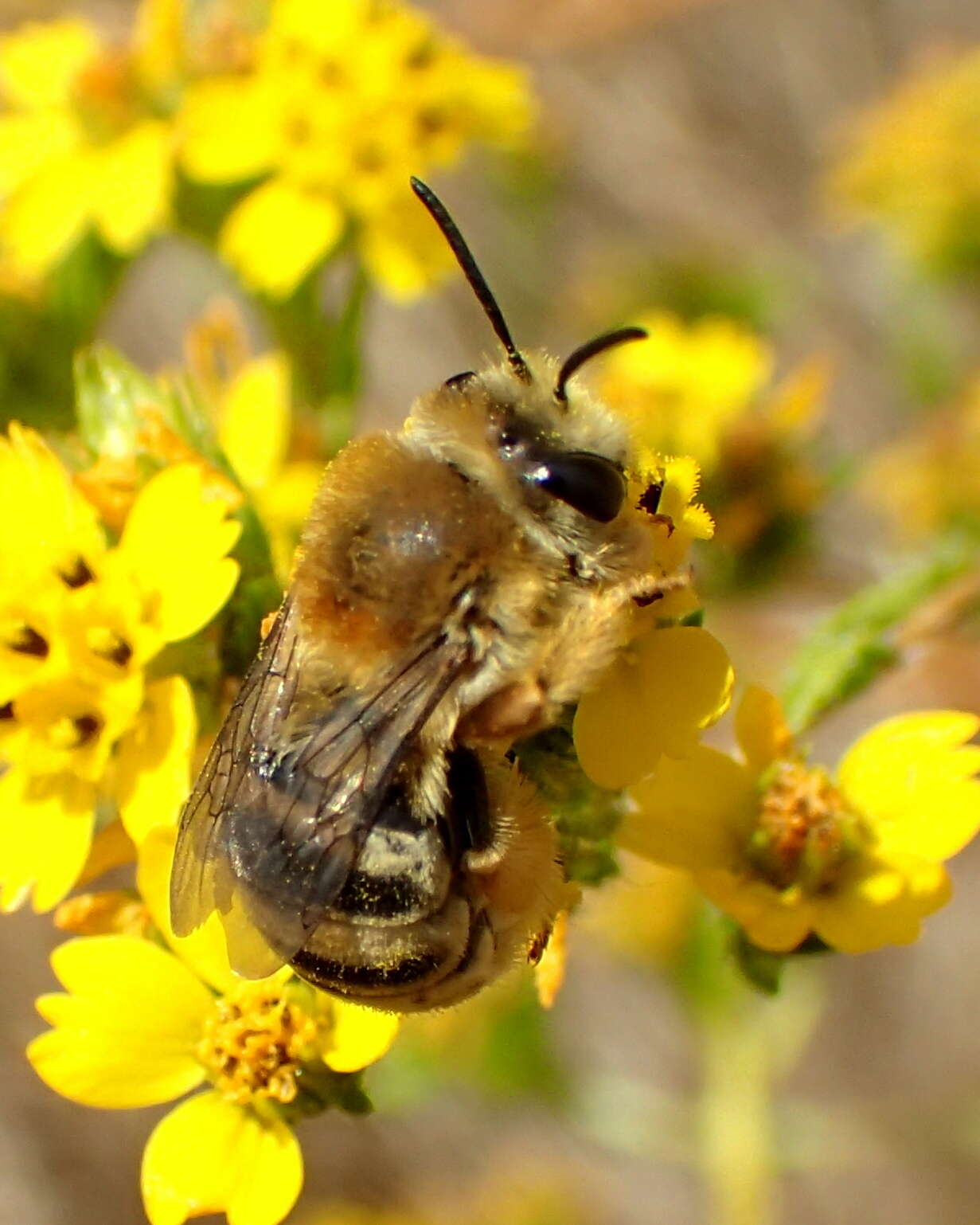 Image of Tetraloniella pomonae (Cockerell 1915)