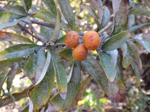 Image of Bunchosia canescens (W. T. Aiton) DC.