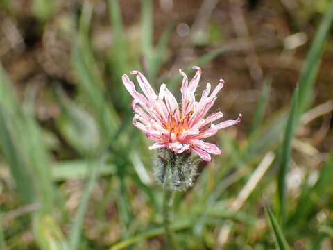 Plancia ëd Agoseris aurantiaca var. carnea (Rydb.) Lesica