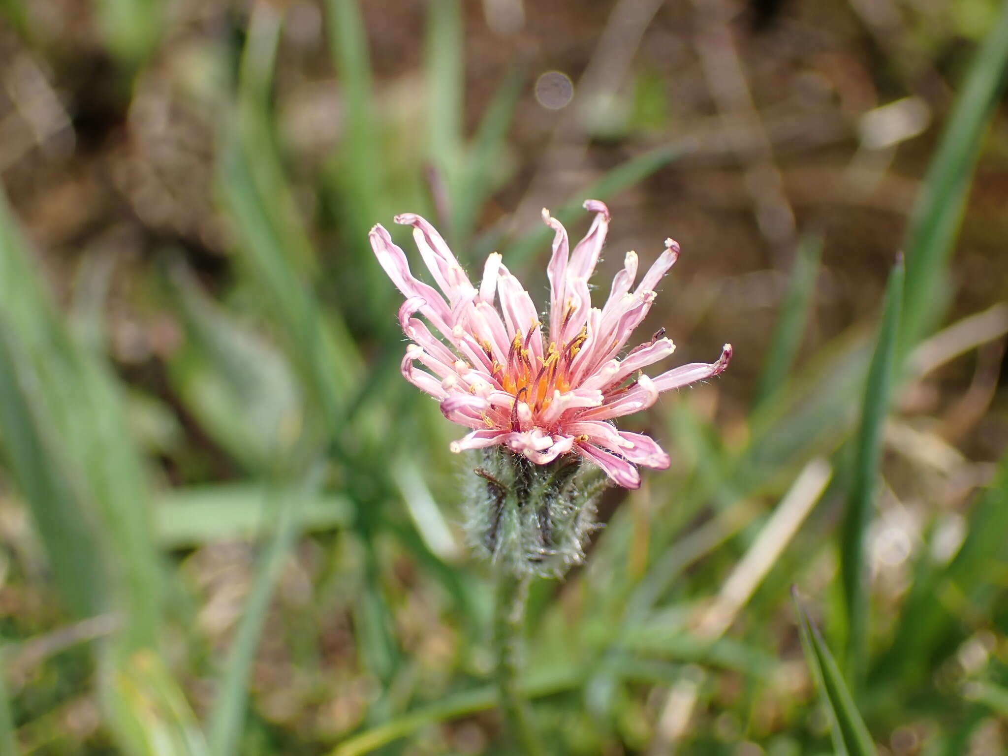 Plancia ëd Agoseris aurantiaca var. carnea (Rydb.) Lesica