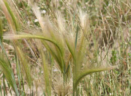 Image of Hordeum jubatum L.